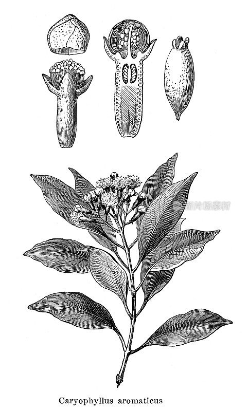 1897年的丁香植物分枝开花和花蕾