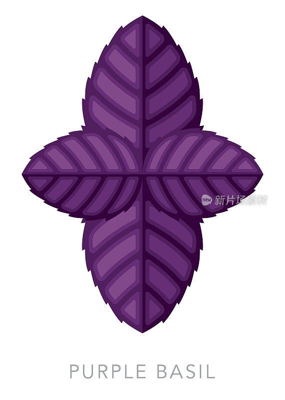 紫罗勒香草和香料图标