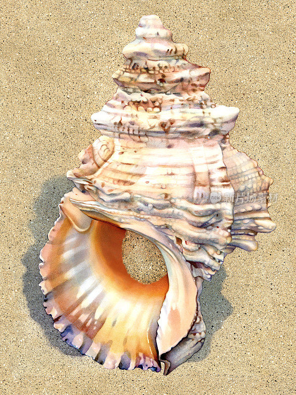 海贝壳-白色贝壳大