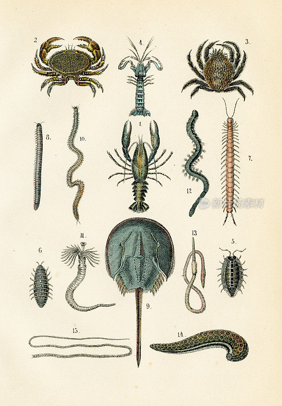 马蹄蟹、龙虾、虾、螃蟹雕刻1872年