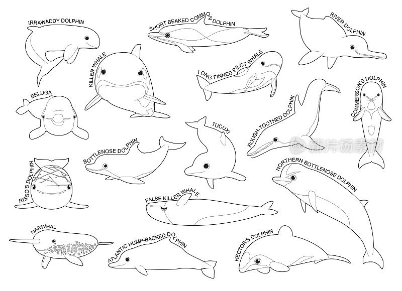 海豚集各种类型识别卡通矢量黑白
