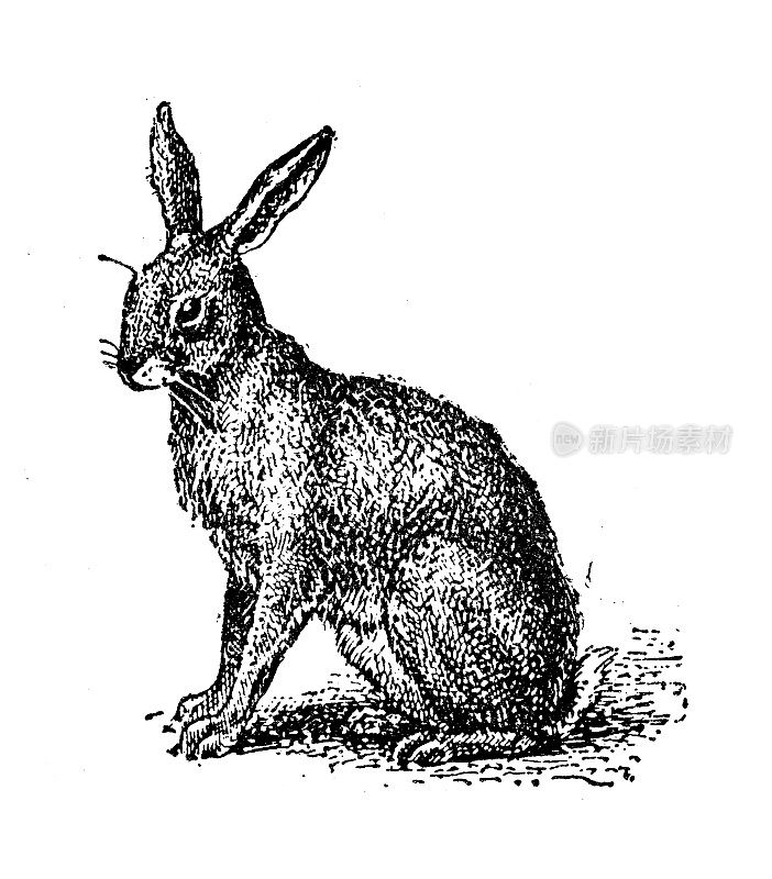 古董插图:兔子