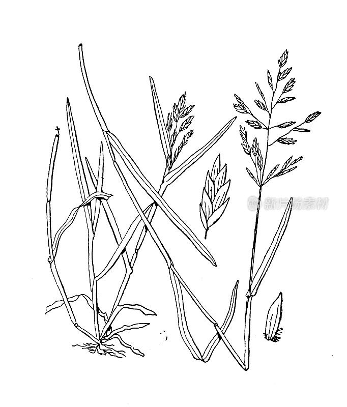 古植物学植物插图:早熟禾，一年生草甸草，低矛草