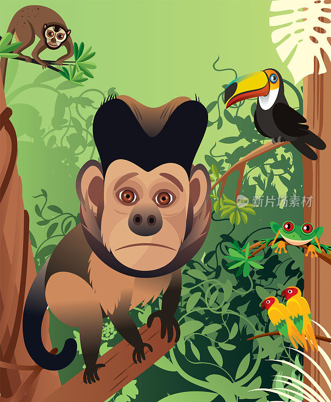 森林里的卷尾猴
