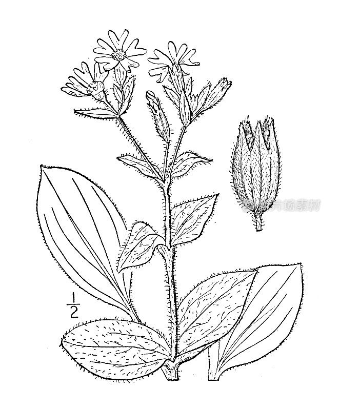 古植物学植物插图:荔枝、红樱