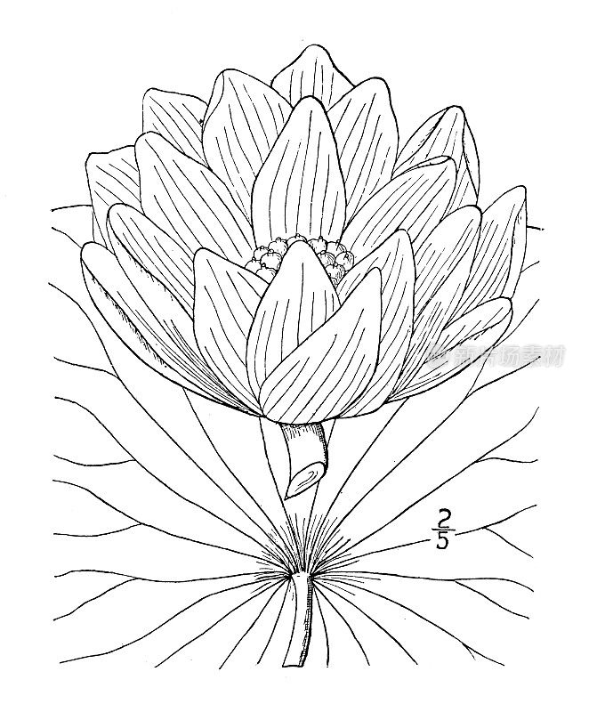 古植物学植物插图:莲，印度莲