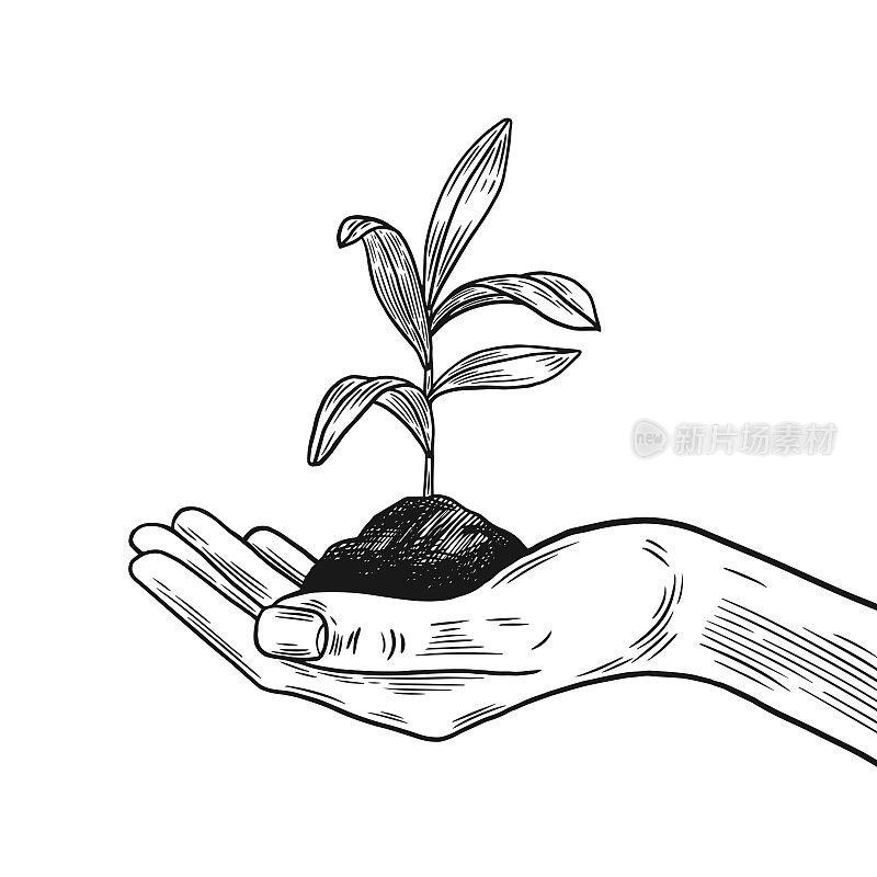 手拿着植物的芽