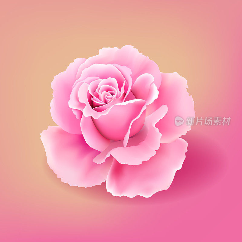 美丽的现实开放粉红色玫瑰花朵矢量插图
