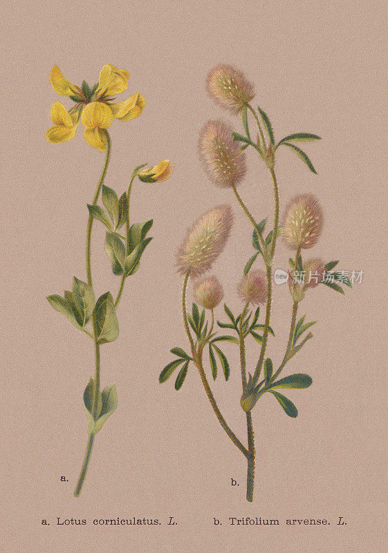 秋花(豆科)，彩色印刷术，1886年出版