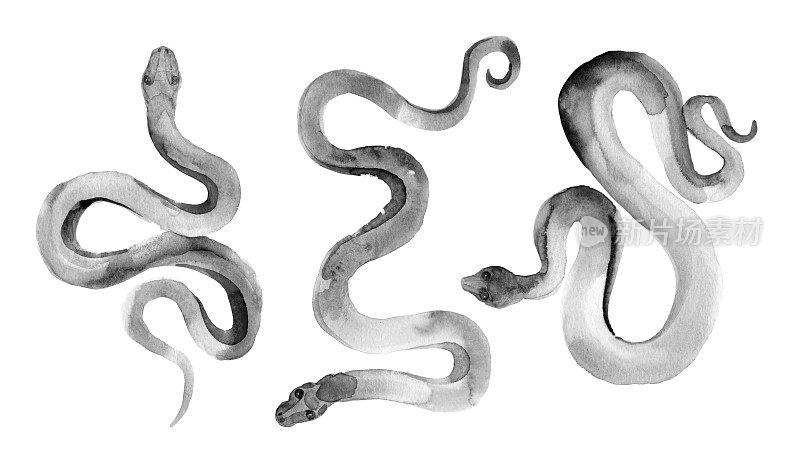 水彩画集黑蛇插图白色。