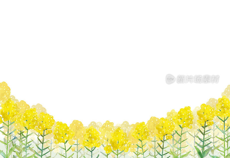油菜花田的水彩背景插图