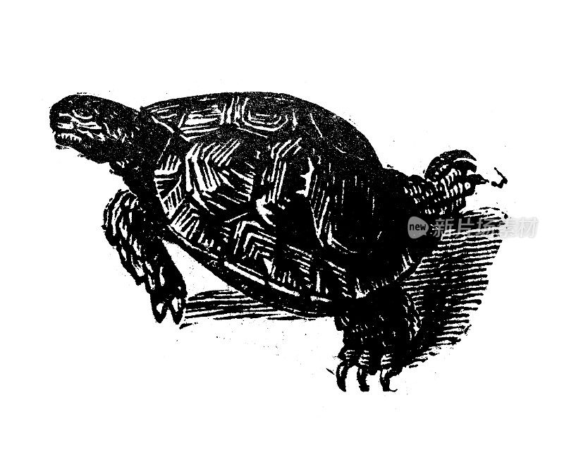 古董雕刻插画:乌龟