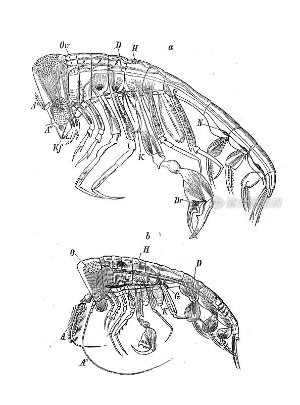 古董生物动物学图像:沉竹