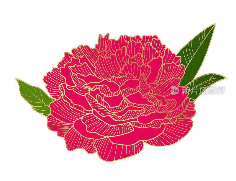 惊人的盛开的红色牡丹花。一朵美丽茂盛的牡丹花蕾，金色的轮廓。明信片、请柬等设计元素。