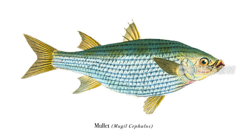 鲻鱼插图彩色印刷1808年