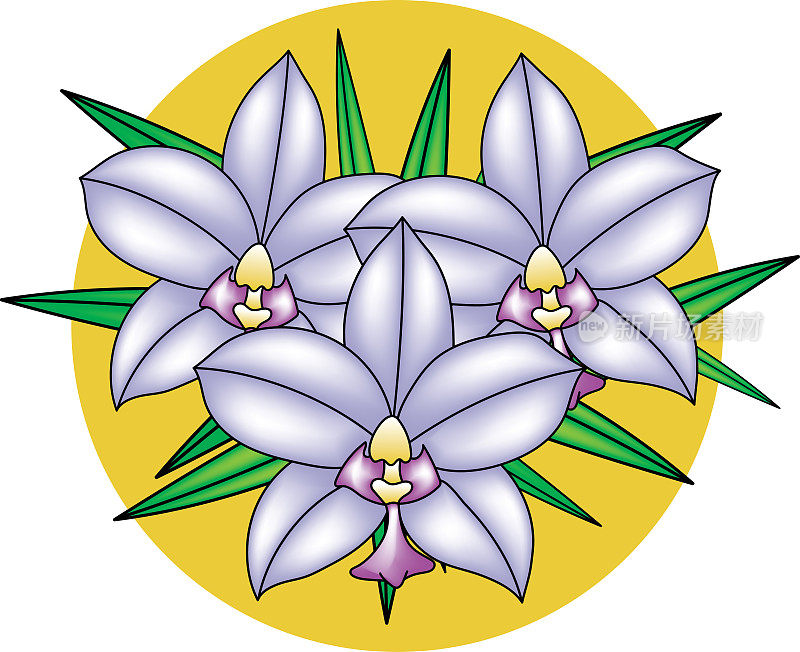 兰花花束插图与叶子在黄色圆圈背景。