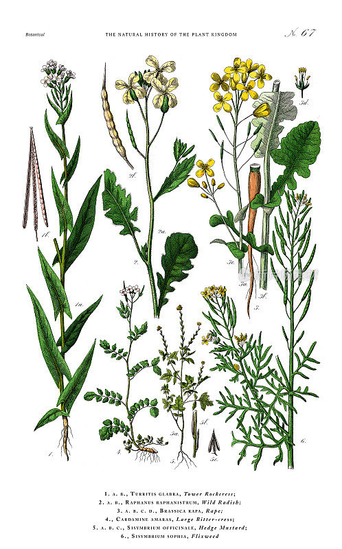 古董植物雕刻，植物王国的历史，维多利亚植物插图，盘子67，大约1853年