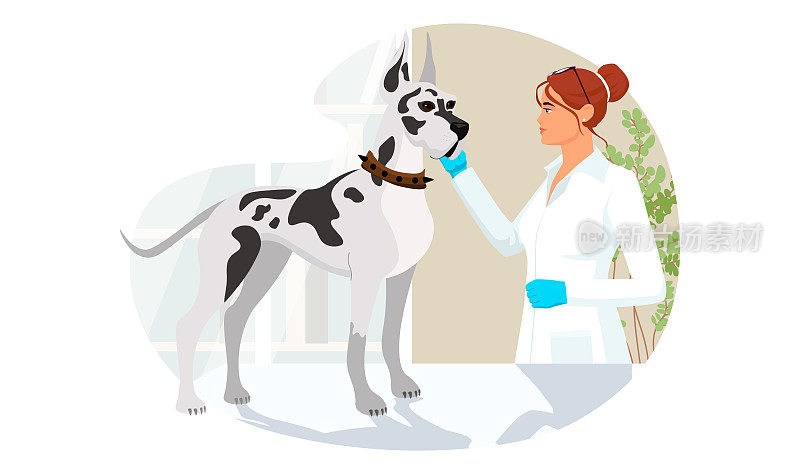 大丹狗在兽医诊所诊所。大灰狗不焦虑和压力治疗兽医预约兽医年轻女子。矢量插图隔离在白色背景上