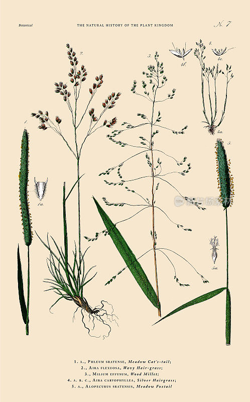手工着色的植物雕刻，植物王国的历史，维多利亚植物插图，第七版，大约1853年