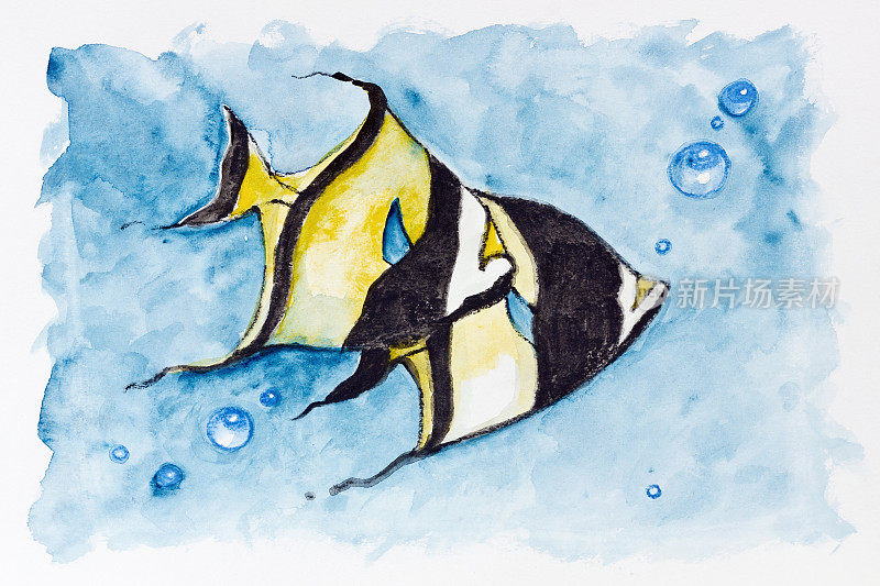 红海旗鱼