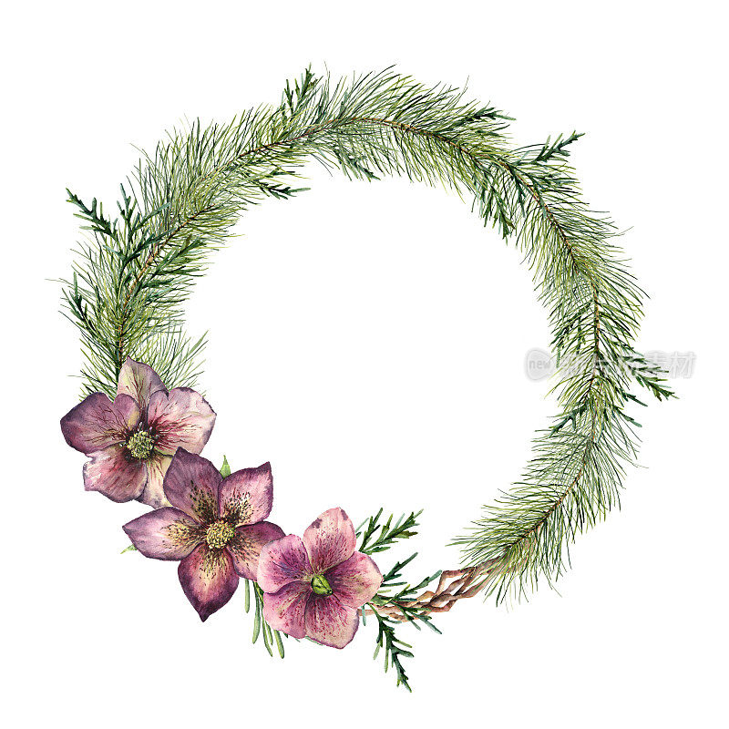 水彩圣诞花环与嚏根草花。手绘的圣诞树树枝，雪松和嚏根草与树叶孤立在白色的背景。用于设计或印刷的植物镶边