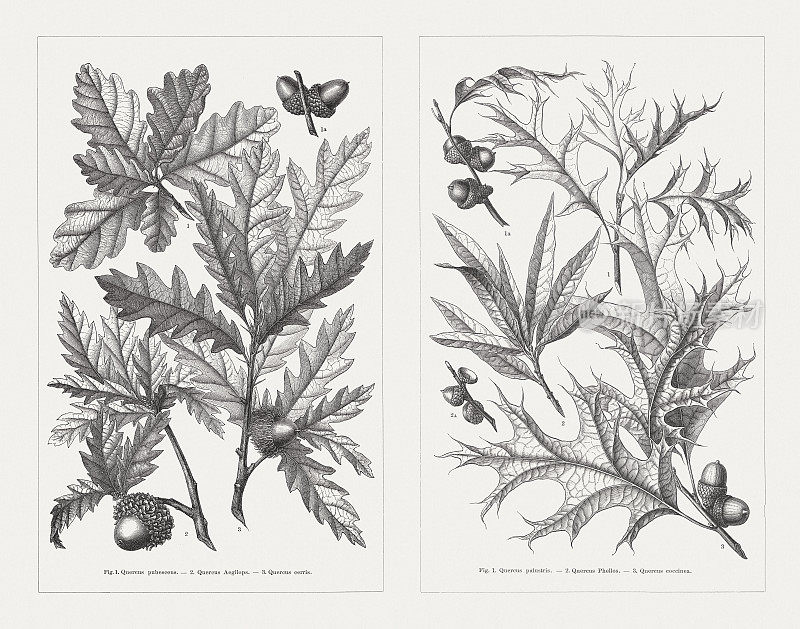 绒毛，瓦洛尼亚，奥地利，别针，柳树，猩红橡树，木版画，出版于1897年