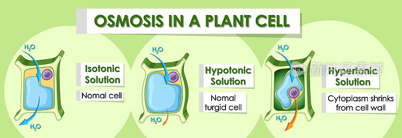 图示植物细胞的细节