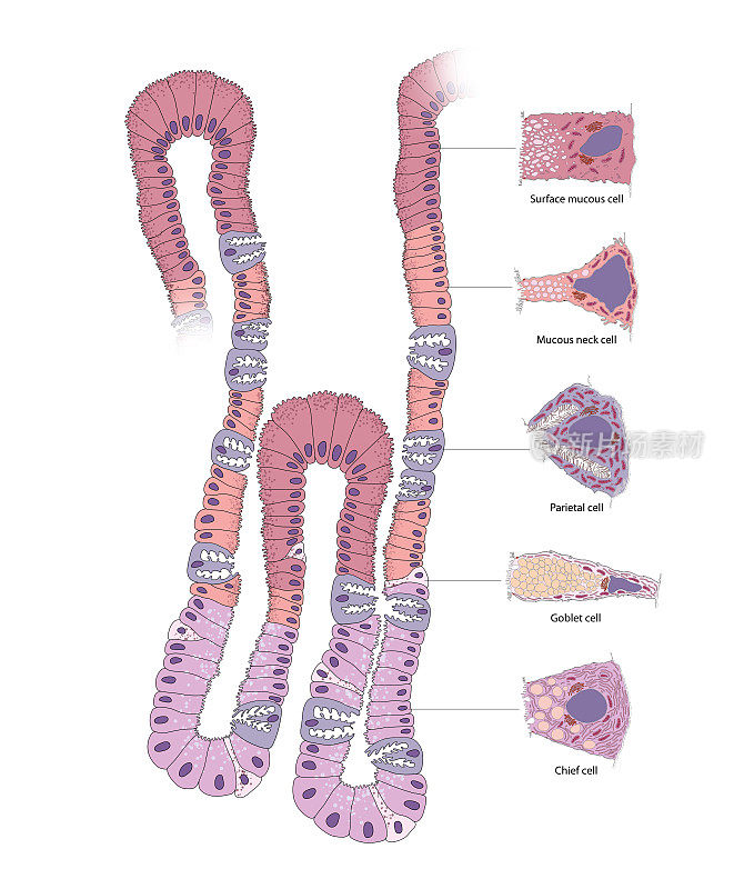 胃腺体类型