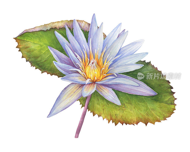 蓝色的花和绿色的叶神圣的莲花象征印度(睡莲)。水彩手绘插图孤立的白色背景。