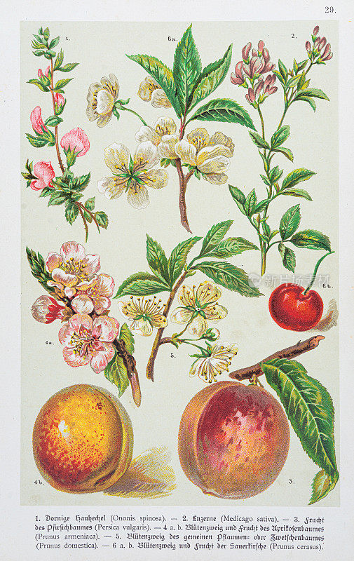紫花苜蓿，桃子，杏子，梅花，酸樱桃花，酸樱桃水果插图1888