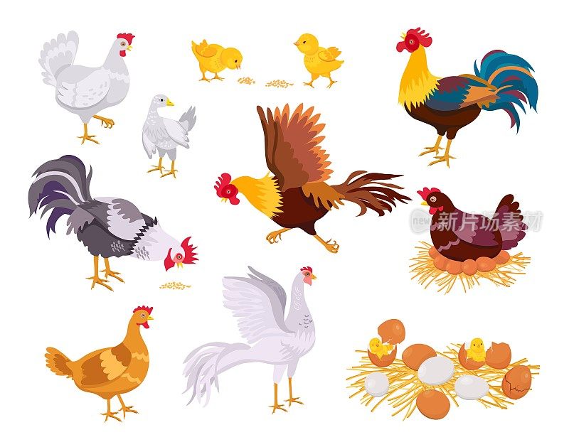 卡通农场鸡舍，公鸡，母鸡和小鸡。家鸟吃平了，跑了又坐蛋。窝小鸡。家禽生长向量集