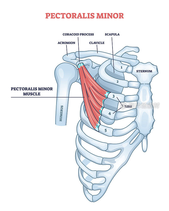胸小肩肌解剖与骨结构轮廓图