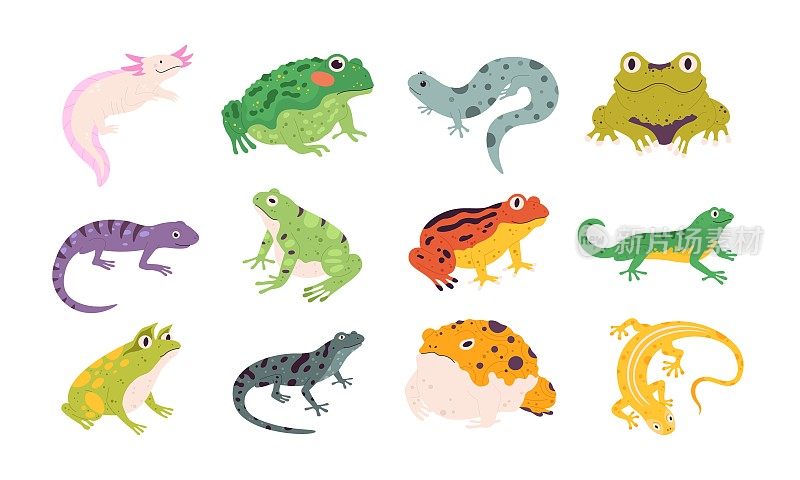 热带色彩斑斓的装饰性两栖动物青蛙、蜥蜴和蟾蜍。Terrarium爬行动物，蝾螈，美西螈和蝾螈。青蛙向量组