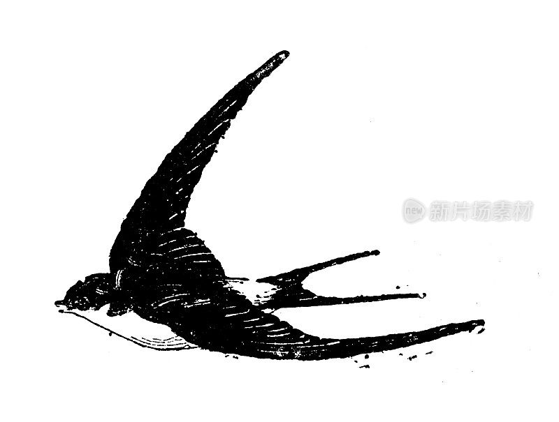 古董插图:燕子