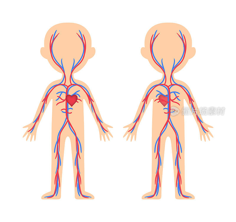 人体的循环系统。儿童模板。解剖学、生物学课程图解。教育孩子。卡通风格。前视图。医疗保健。医疗设计插图。向量。