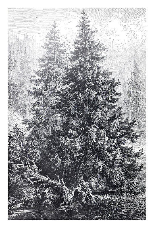 杉树或云杉。手绘复古和自然插画。