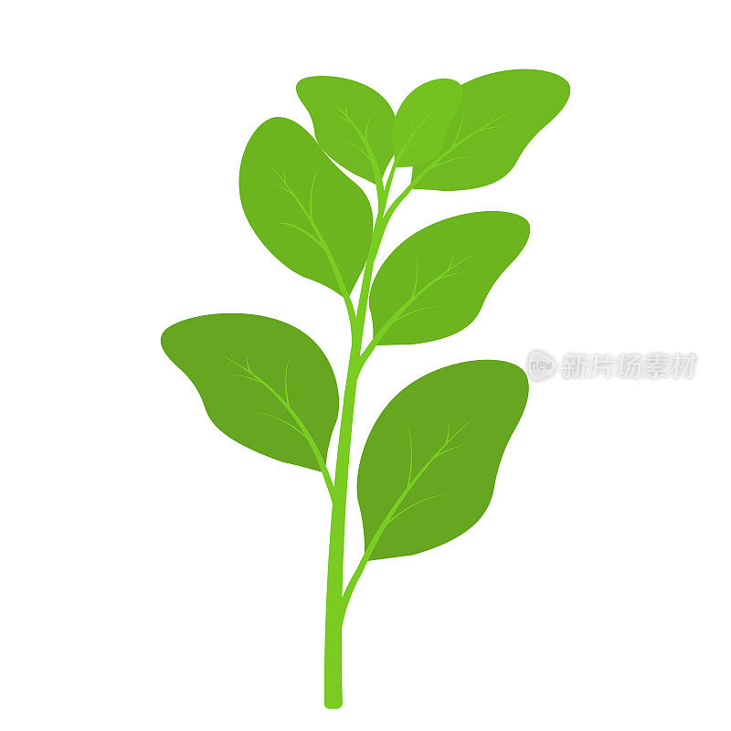 平坦的菠菜手绘矢量剪辑艺术动画蔬菜叶子插图香草