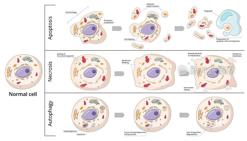 细胞死亡的三种基本形式:凋亡，自噬，坏死