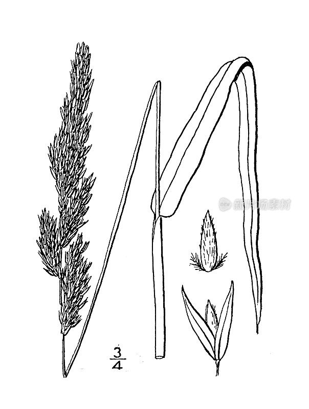 古植物学植物插图:虉草，芦苇金丝雀