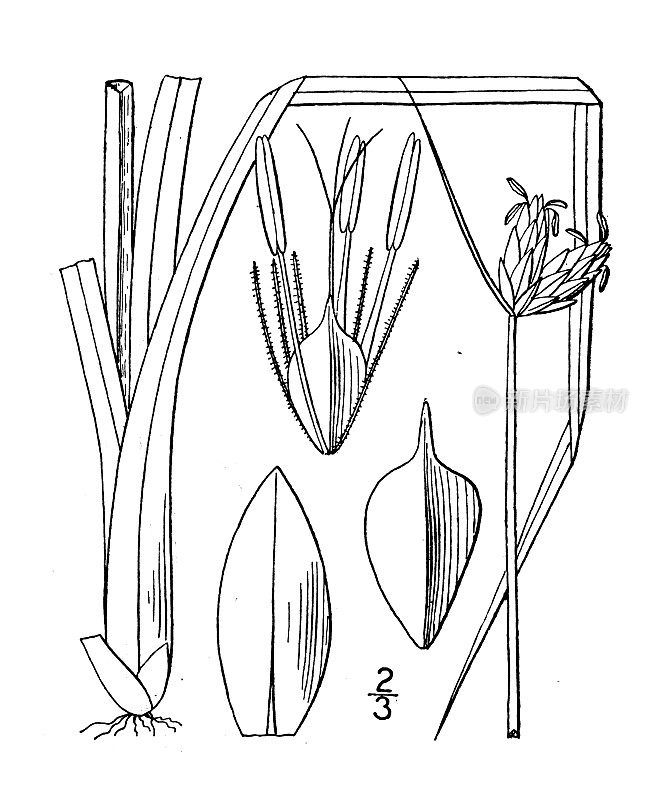 古植物学植物插图:三棱藨草、香蒲