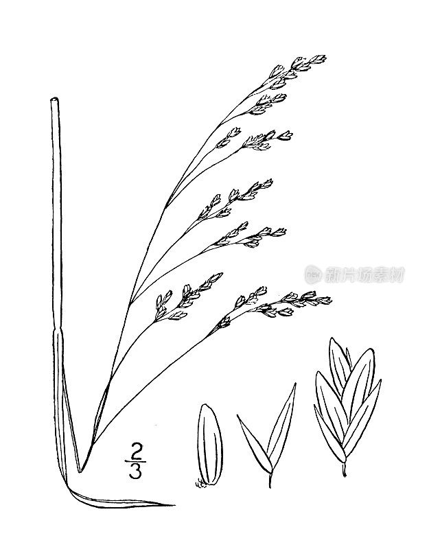 古植物学植物插图:蒲苇，弱矛草