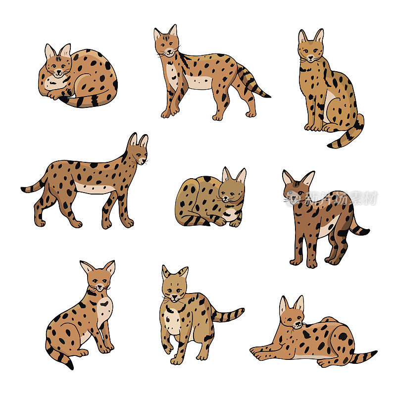 几个非洲猫矢量插图设置。