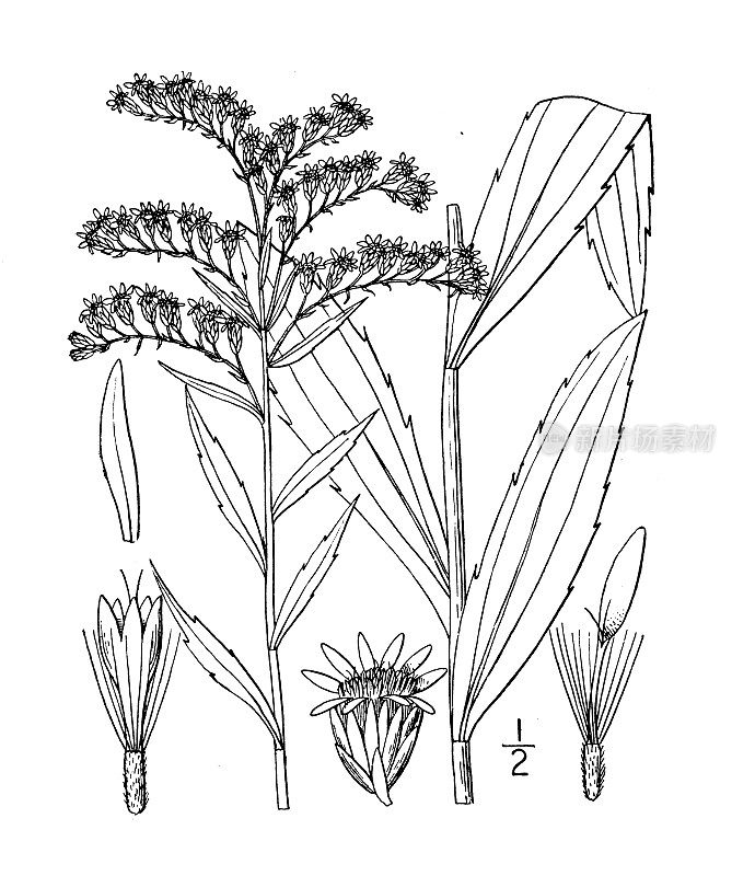 古植物学植物插图:一枝黄花，晚金枝