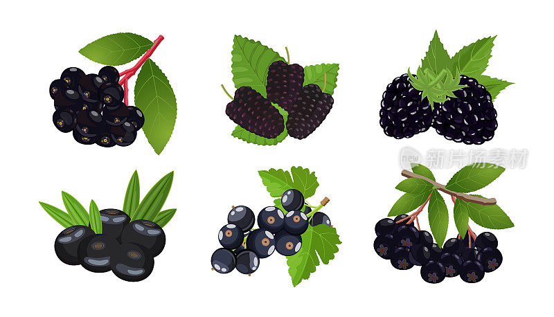 黑莓套装:黑莓，黑醋栗，接骨木莓，巴西莓，桑葚和樱桃。矢量插图孤立在白色背景上