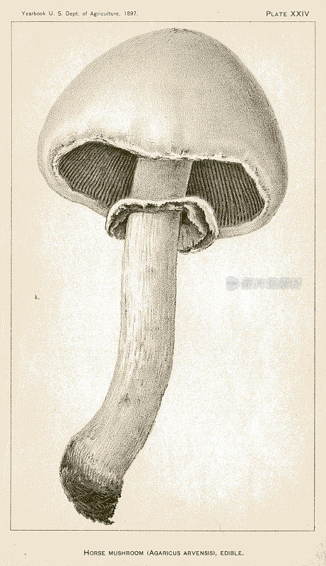 马蘑菇-1889