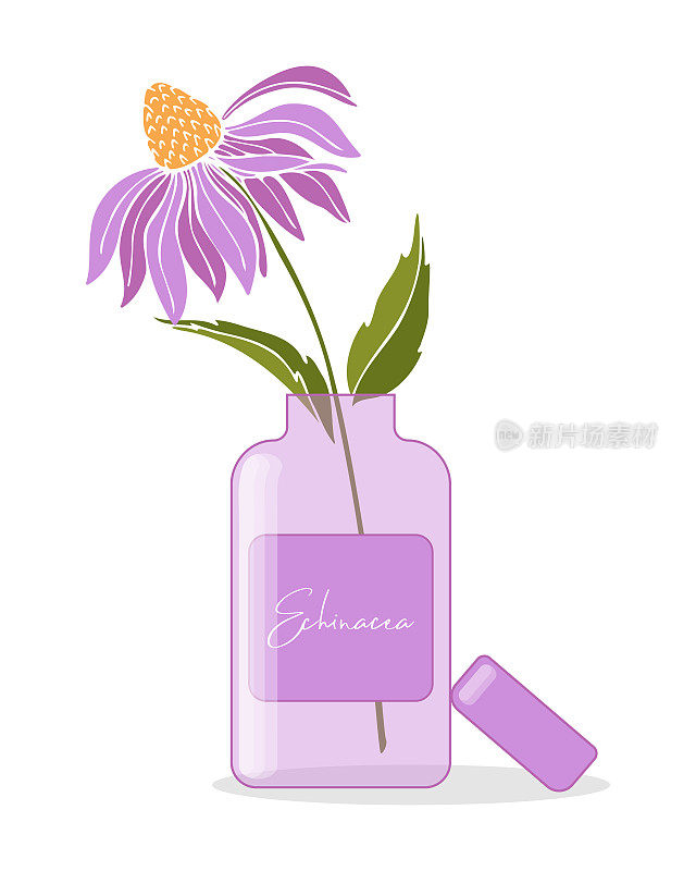 紫锥菊属植物。带瓶的紫锥菊花。提取物，补品，奶油，天然油。收集草药。