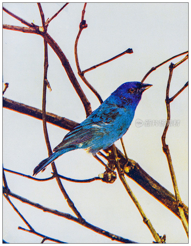 古董鸟类学彩色图像:靛蓝彩旗
