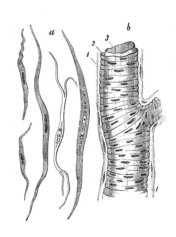 古代生物动物学图像:肌肉纤维