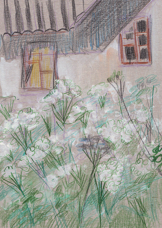 房子的窗户边有一丛丛开花的杂草