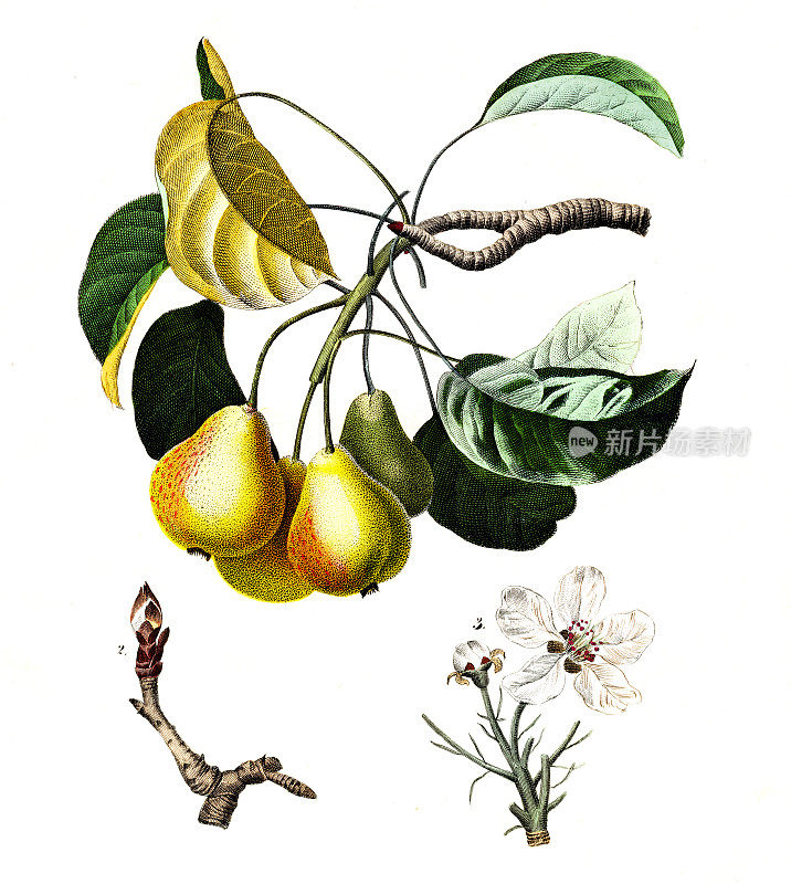 麝香梨，手工上色，摘自卡尔・霍夫曼的《1844年世界之书》